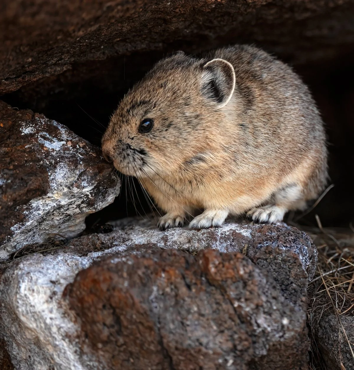 American Pika: The Ultimate Guide to the Mountain Mammal of the